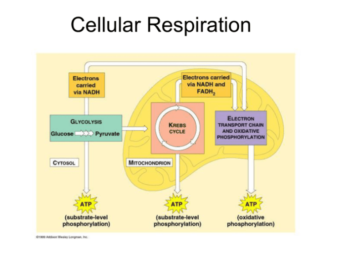 Respiration cellular diagram definition biology figure thoughtco examples credit