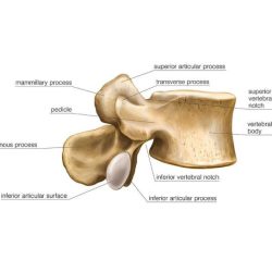 Lumbar vertebrae lateral view labeled