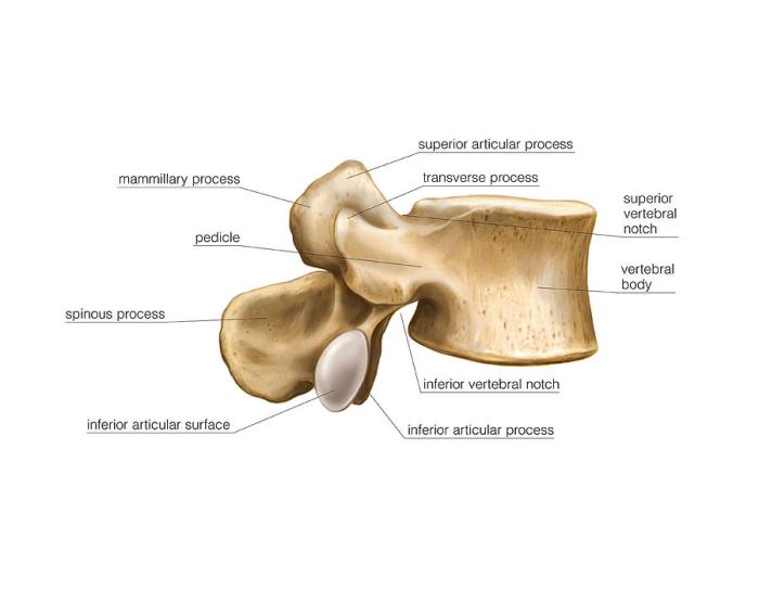 Lumbar vertebrae lateral view labeled