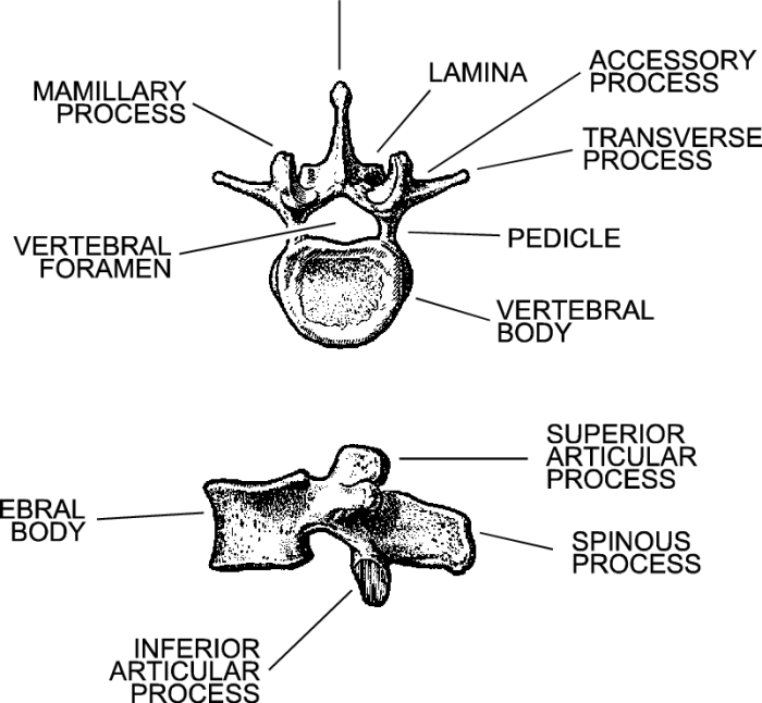 Lumbar vertebrae lateral view labeled