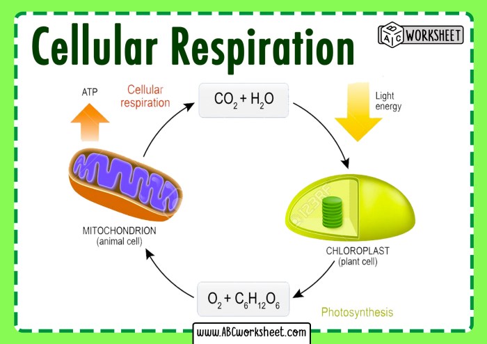 Gizmos cellular respiration answer key