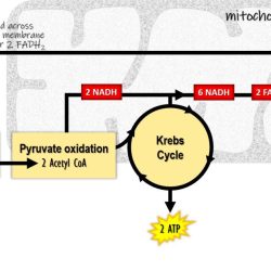 Gizmos cellular respiration answer key