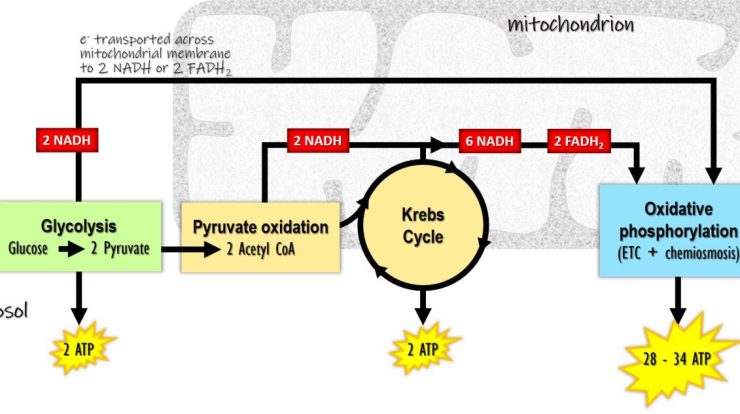 Gizmos cellular respiration answer key