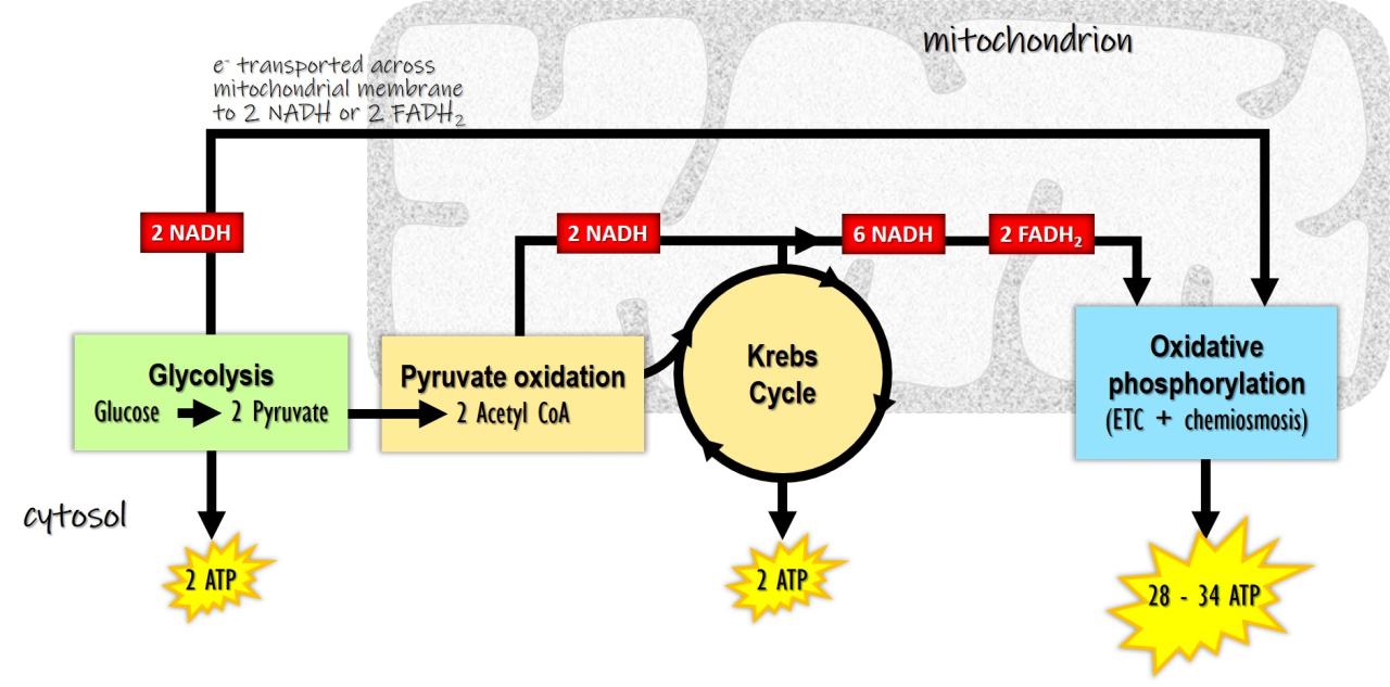 Gizmos cellular respiration answer key