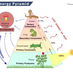 Pyramid energy food chain web grasslands tropical savannas trophic level biotic factors human abiotic amount weebly