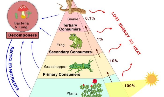 Pyramid energy food chain web grasslands tropical savannas trophic level biotic factors human abiotic amount weebly