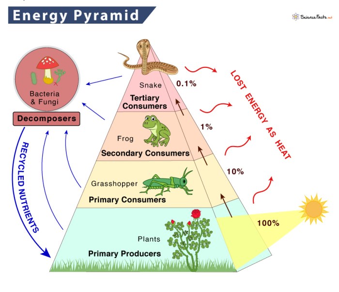 Pyramid energy food chain web grasslands tropical savannas trophic level biotic factors human abiotic amount weebly