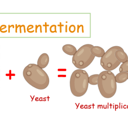 Fermentation anaerobic alcoholic respiration cellular glycolysis steps equation ethanol academy nadh lyfe spice icr