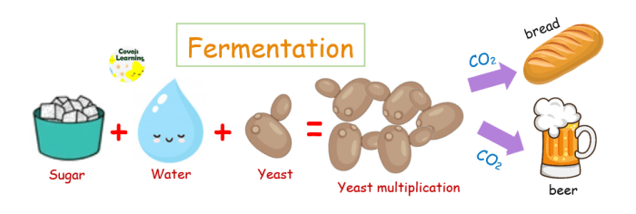 Fermentation anaerobic alcoholic respiration cellular glycolysis steps equation ethanol academy nadh lyfe spice icr