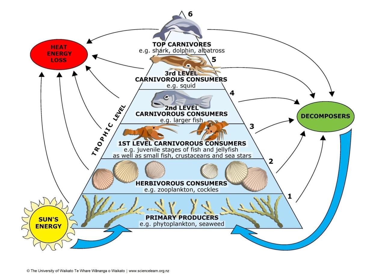 Food chain food web and energy pyramid worksheet