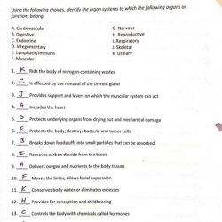 Anatomy and physiology coloring workbook answer key chapter 3