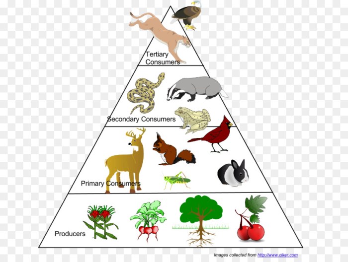 Food chain food web and energy pyramid worksheet