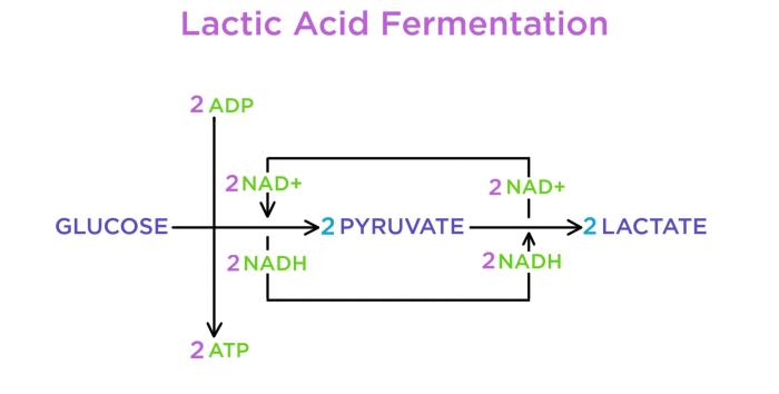 Identify all correct statements about the basic function of fermentation.