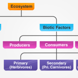 Ecology abiotic components biology definition levels