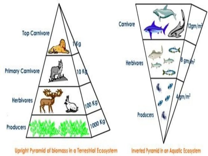 Energy worksheet ecosystem flow through trophic school middle pyramid levels worksheeto ecological answers via